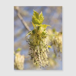 Mooie lente bladeren foto