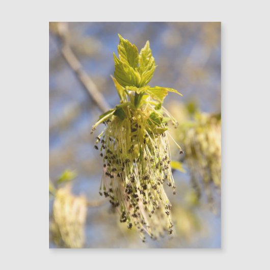 Mooie lente bladeren foto (Voorkant)