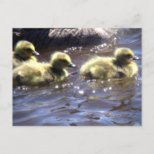 Mooie lente ganzen Kuikens van ganzen zwemmen Briefkaart
