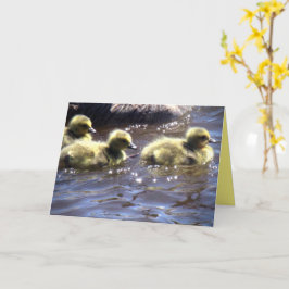 Mooie lente ganzen Kuikens van ganzen zwemmen Kaart