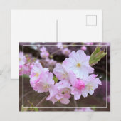 Mooie lente roze kersenbloesem Chic Briefkaart (Voorkant / Achterkant)
