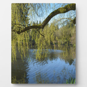 Mooie lente wilgenbomen bij water vijver. fotoplaat