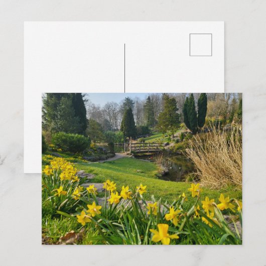 Mooie lentesaffodils briefkaart (Voorkant / Achterkant)