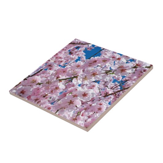 Mooie lenteskers bloesems tegeltje (Zijkant)