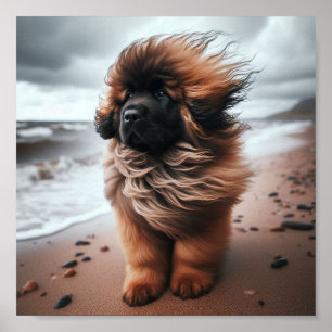 Mooie Leonberger puppy Poster