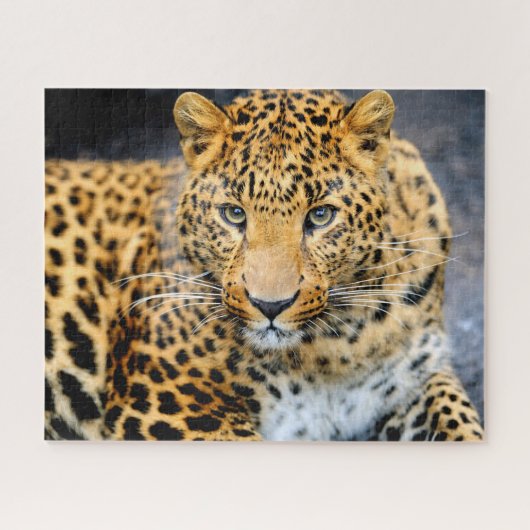Mooie Leopard Face, Jigzaag Puzzle Legpuzzel (Horizontaal)
