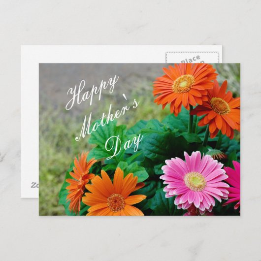 Mooie levendige Moederdag Gerbera Daisy Kaart (Voorkant / Achterkant)