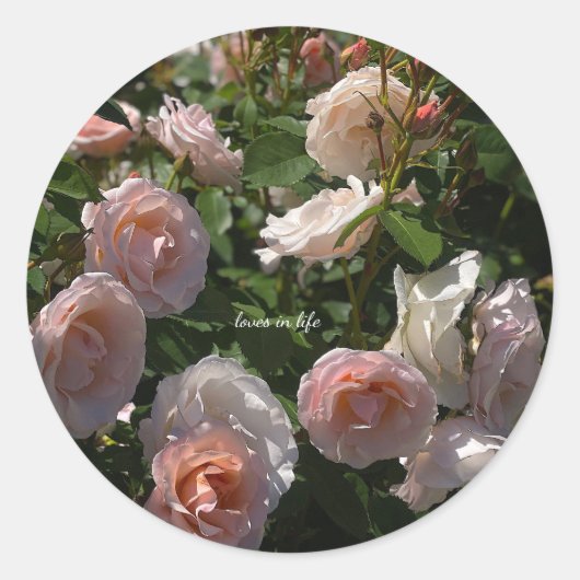 Mooie Licht Roze Rozen Ronde Sticker (Voorkant)