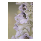 Mooie lichte Paarse bloesems Bloemen Bloemen Perfect Poster (Voorkant)