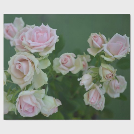 Mooie lichte roze rozen cadeaupapier (Vlak)