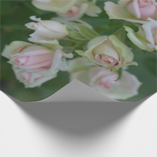 Mooie lichte roze rozen cadeaupapier (Hoek)