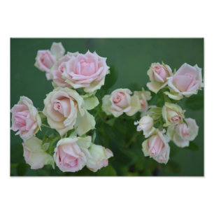 Mooie lichte roze rozen foto afdruk