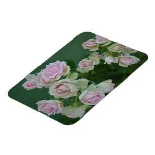 Mooie lichte roze rozen magneet