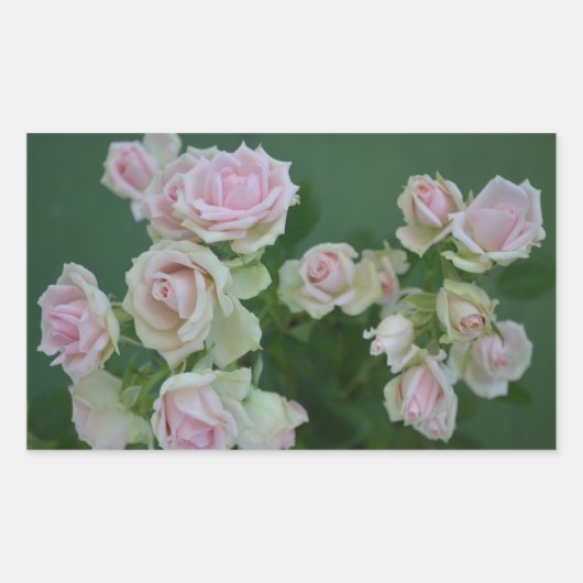 Mooie lichte roze rozen rechthoekige sticker (Voorkant)