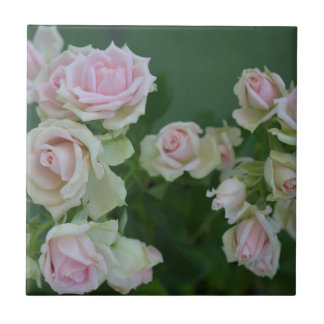 Mooie lichte roze rozen tegeltje