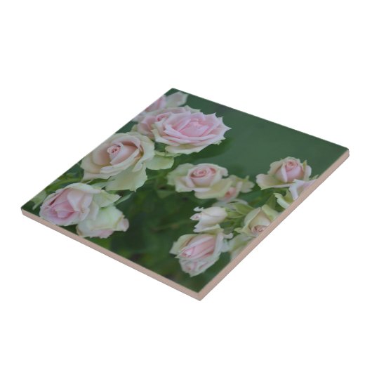 Mooie lichte roze rozen tegeltje (Zijkant)