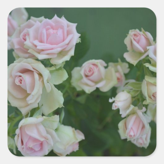 Mooie lichte roze rozen vierkante sticker (Voorkant)