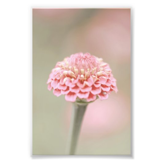 Mooie lichtroze bloem bloesem foto afdruk (Voorkant)