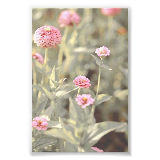 Mooie lichtroze bloem bloesem foto afdruk (Voorkant)