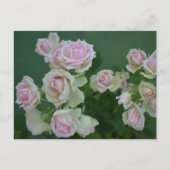 Mooie lichtroze tuinrozen briefkaart (Voorkant)