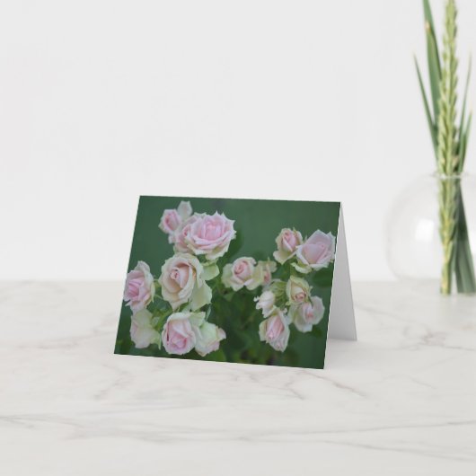 Mooie lichtroze tuinrozen kaart (Voorkant)