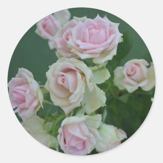 Mooie lichtroze tuinrozen  ronde sticker (Voorkant)