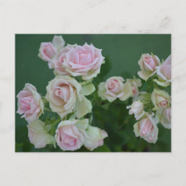 Mooie lichtroze tuinzones briefkaart