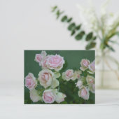 Mooie lichtroze tuinzones briefkaart (Staand voorkant)