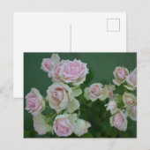 Mooie lichtroze tuinzones briefkaart (Voorkant / Achterkant)
