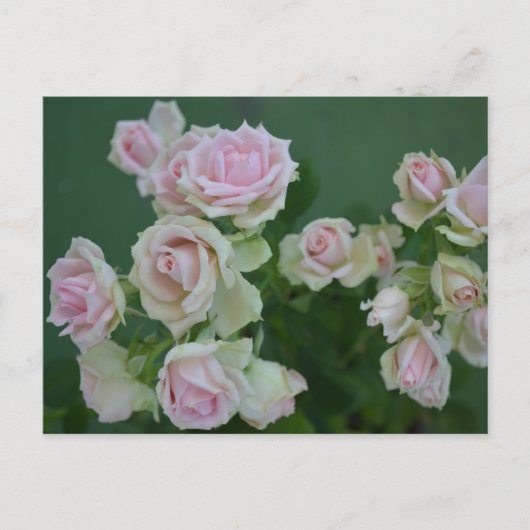 Mooie lichtroze tuinzones briefkaart (Voorkant)