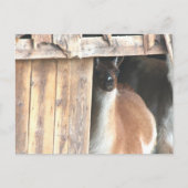 Mooie Llama Boerderij Dier Gepersonaliseerd Briefkaart (Voorkant)
