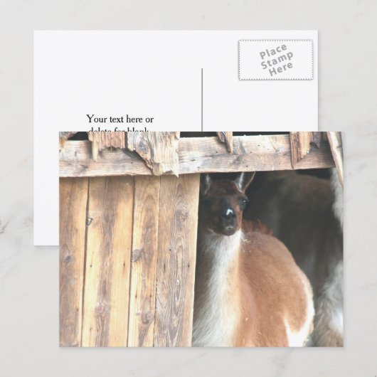 Mooie Llama Boerderij Dier Gepersonaliseerd Briefkaart (Voorkant / Achterkant)