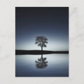 Mooie Lone-boom in het meer bij nacht Briefkaart (Voorkant)