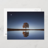 Mooie Lone-boom in het meer in Dusk Briefkaart (Voorkant / Achterkant)