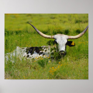 Mooie Longhorn Koe in Weiland Fotografische Kunst Poster