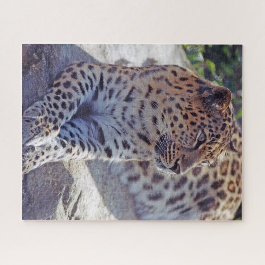 Mooie luipaard - legpuzzel (Horizontaal)