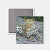 mooie luipaardmagneet magneet (Voorkant / Achterkant)