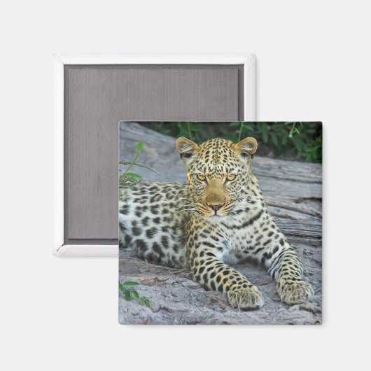 mooie luipaardmagneet magneet (Voorkant / Achterkant)