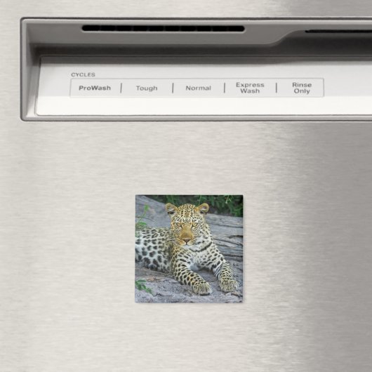 mooie luipaardmagneet magneet (Insitu (Vaatwasser))