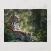Mooie lynx ontspannen op een rots briefkaart (Voorkant)