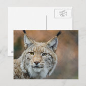 Mooie lynx voorgrond briefkaart (Voorkant / Achterkant)