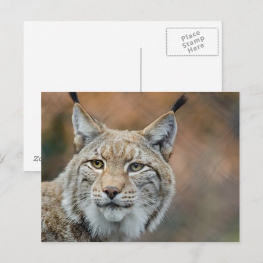 Mooie lynx voorgrond briefkaart (Voorkant / Achterkant)