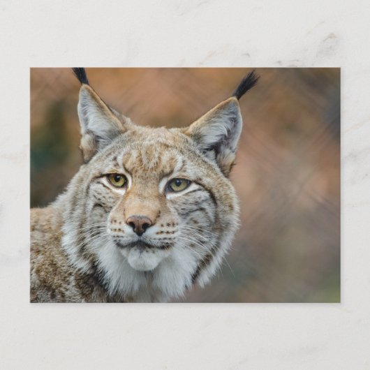 Mooie lynx voorgrond briefkaart (Voorkant)