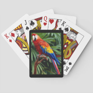 Mooie Macaw Deck van speelkaarten