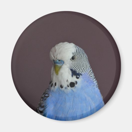 Mooie Macro Budgie Bird Magneet (Voorkant)