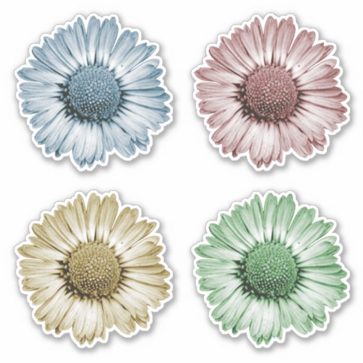 Mooie Madeliefjes Bloem Hoofden Set van Vier Kleur Sticker (Voorkant)