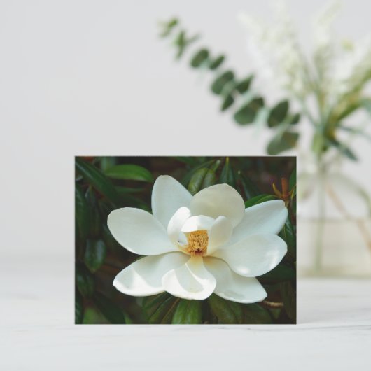 Mooie Magnolia boombloem Briefkaart (Staand voorkant)