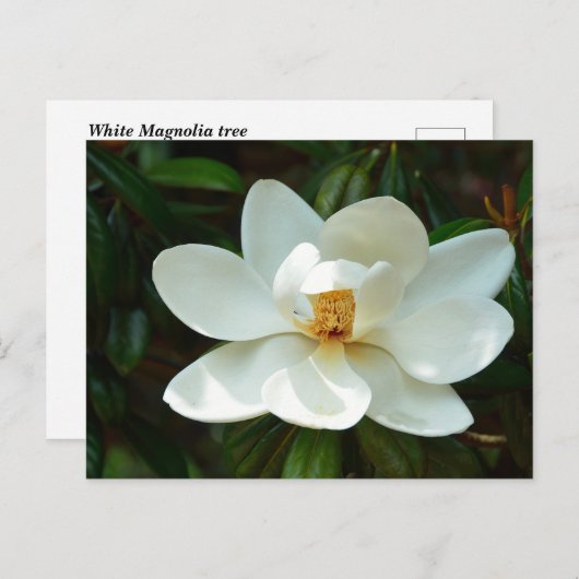Mooie Magnolia boombloem Briefkaart (Voorkant / Achterkant)