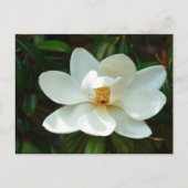 Mooie Magnolia boombloem Briefkaart (Voorkant)