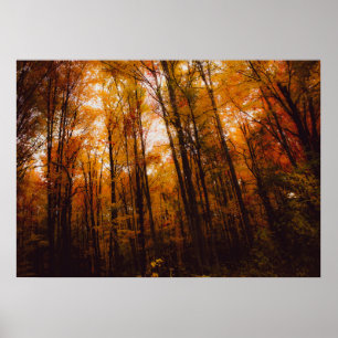 Mooie Majestueuze Bomen In Herfstbos Poster